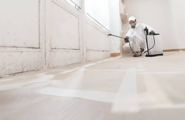 Black mold remediation team in La Grange Park